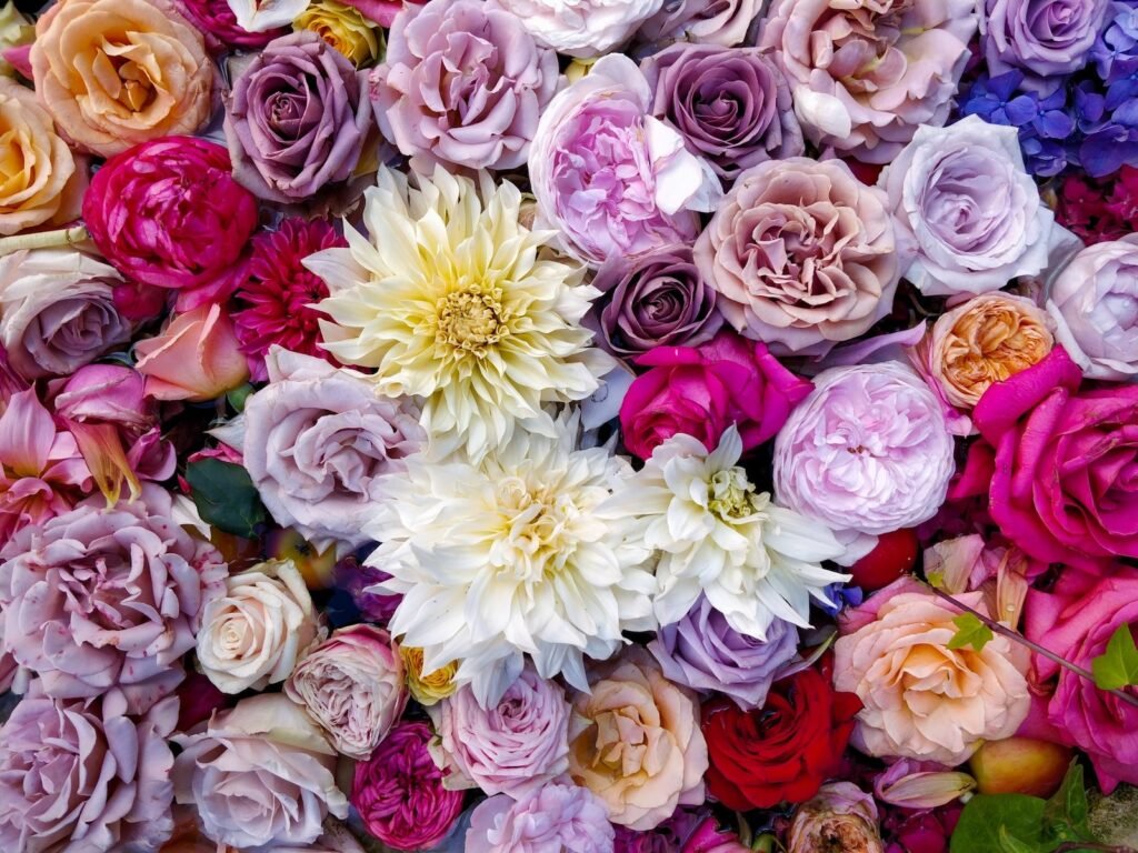 annuals vs perennials